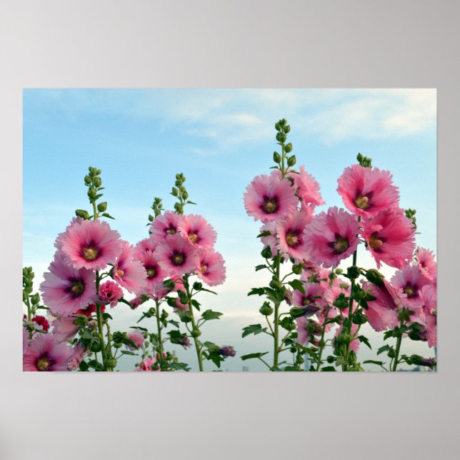 Poster Flores Hollyhock Rosa (Frente)