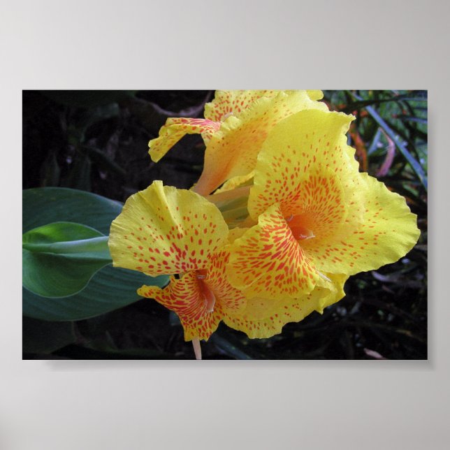 Poster Flores Insulares (Frente)