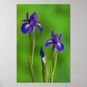 Póster Flores Iris