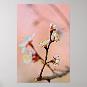 Poster Flores Japoneses Apricot Blossoms