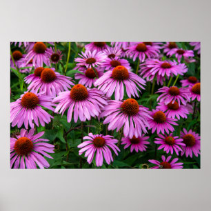 Poster Flores   Jardim de Coneflower Rosa