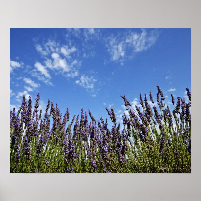 Póster flores lavandas no campo no céu azul no verão, (Frente)