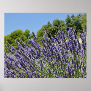 Póster Flores lavandas no campo no verão, Provença