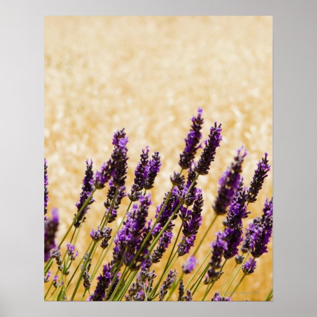 Poster Flores lavandas num campo, Província de Siena, (Frente)