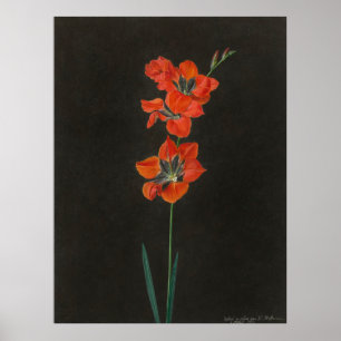 Poster Flores Lelie de Hoffmann