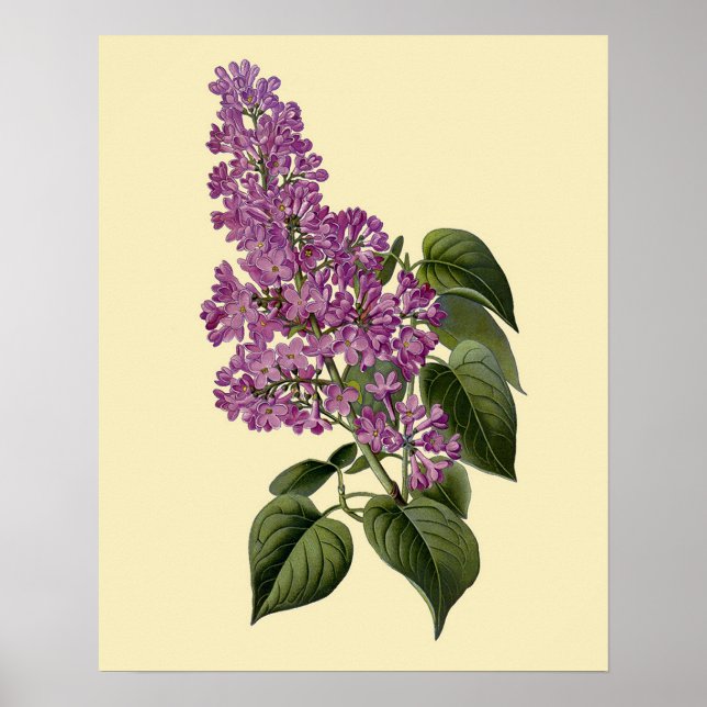 Póster Flores Lilás Vintage (Frente)
