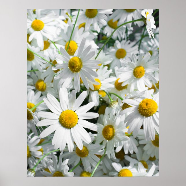 Póster flores margaridas (Frente)