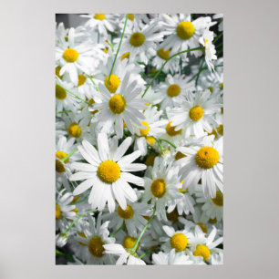 Poster Flores margaridas