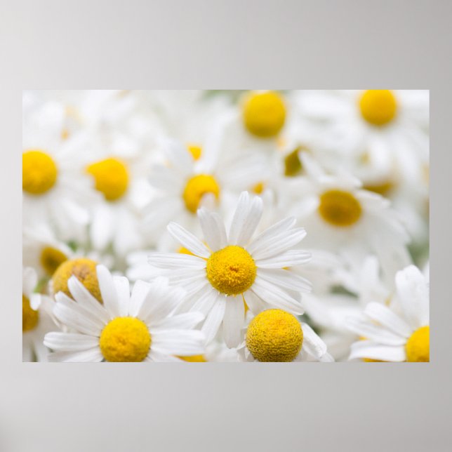 Poster Flores margaridas (Frente)