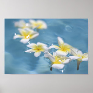 Póster Flores na água