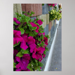 Poster flores na calçada
