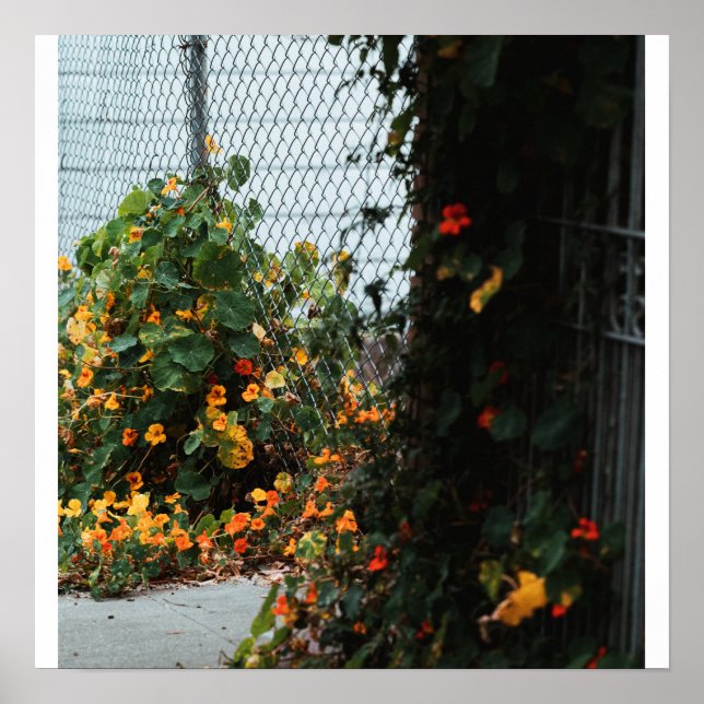 Poster Flores na Cerca (Frente)
