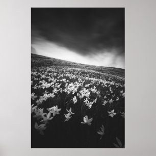 Poster Flores Narciso sobre a montanha Golica, Eslovênia