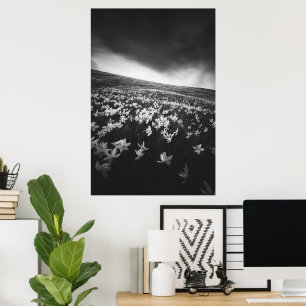 Poster Flores Narcissus na montanha Golica, Eslovênia