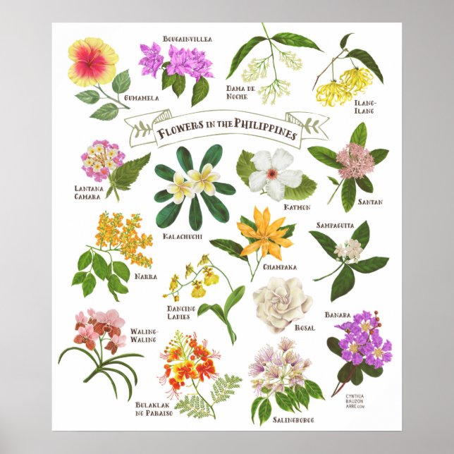 Poster Flores nas Filipinas (Frente)