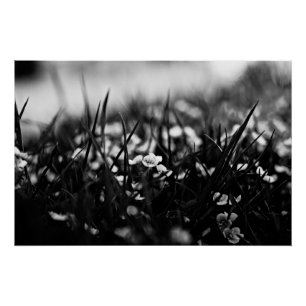 Póster Flores no campo em primavera