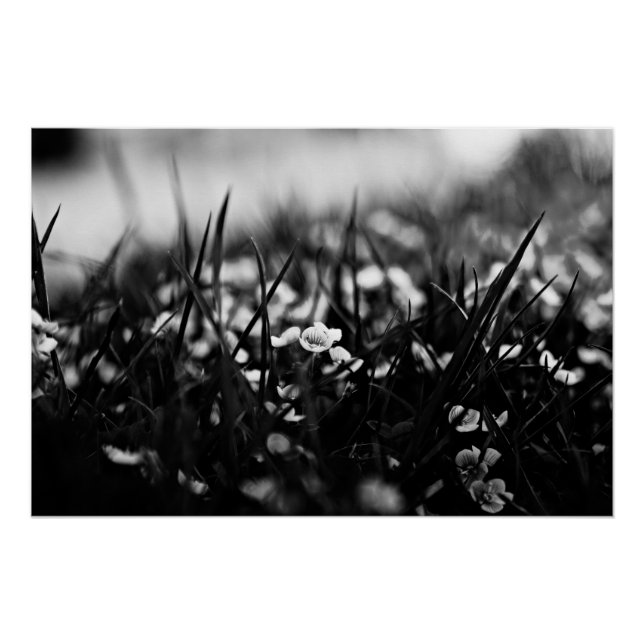 Póster Flores no campo em primavera (Frente)