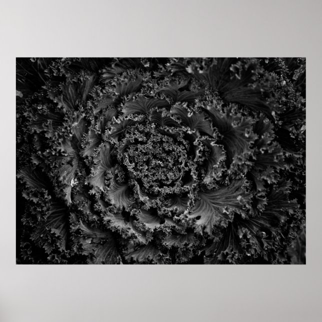 Poster Flores no Quintal em Preto e Branco Nº 107 (Frente)