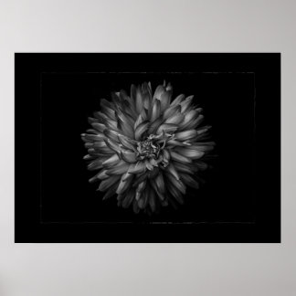 Poster Flores no Quintal em Preto e Branco Nº 20 Borda
