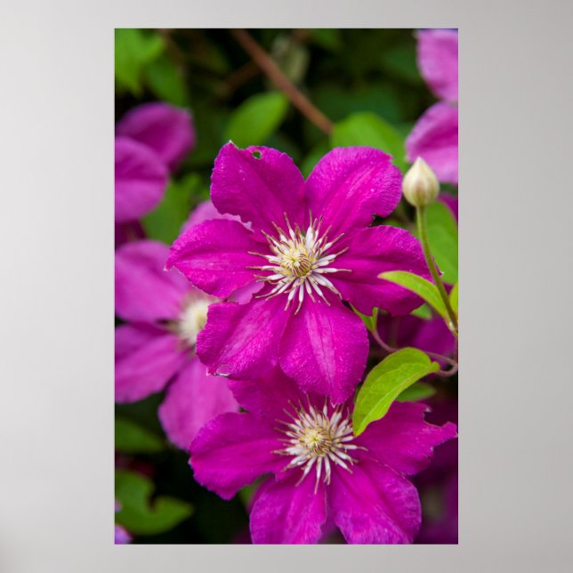 Póster Flores no Robinette's Apple Haus e Gift Barn 2 (Frente)