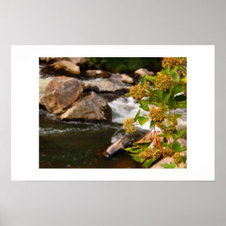 Póster flores pelo rio