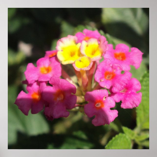 Póster Flores Pequenas (Frente)