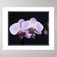Flores poster-Orquídeas
