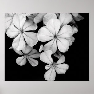 Poster Flores pretas e brancas close-up