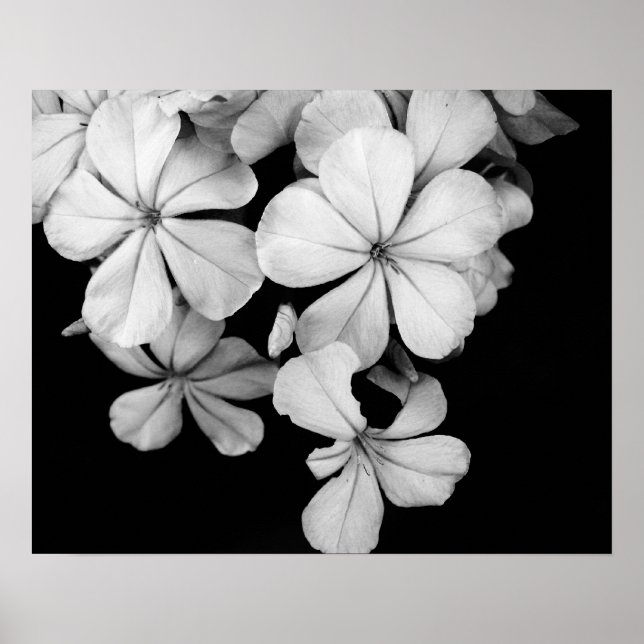 Poster Flores pretas e brancas close-up (Frente)