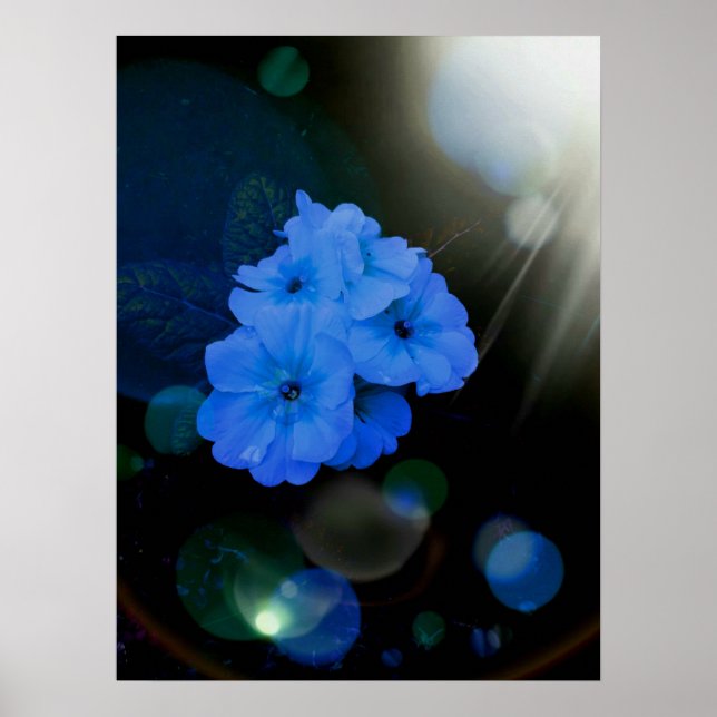 Poster Flores primrosas em azul (Frente)