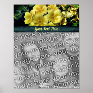 Poster Flores Primrose Adicionam a Foto Personalizada