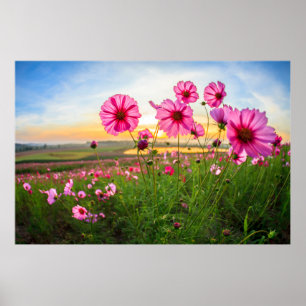 Poster Flores  Província de Chiang Rai, Tailândia