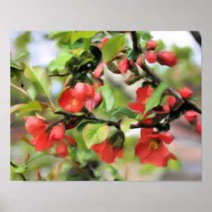 Póster Flores Quince Vermelho Brilhante