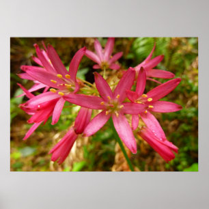 Poster Flores Red Clintonia em Sequoias