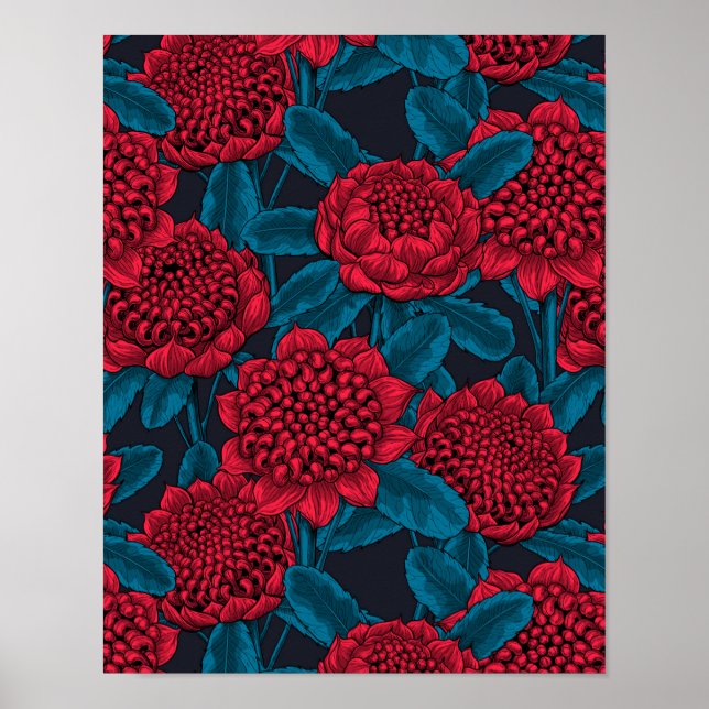 Poster Flores Red Waratah (Frente)