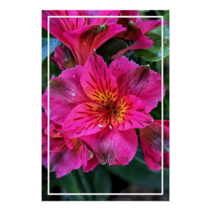 Póster Flores Rosa-79498 Peruana