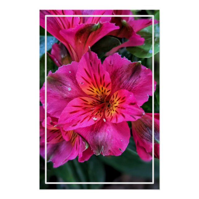 Póster Flores Rosa-79498 Peruana (Frente)