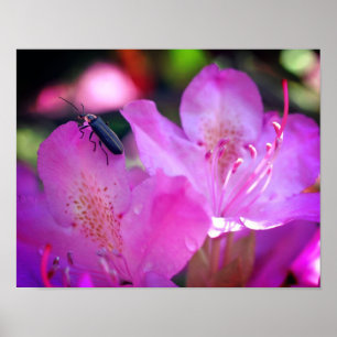 Poster Flores rosa Azalea Visitando Insetos Firefly