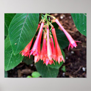 Póster Flores Rosa bonito Fechem