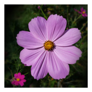 Póster flores rosa brilhantes