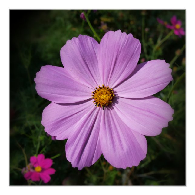 Póster flores rosa brilhantes (Frente)