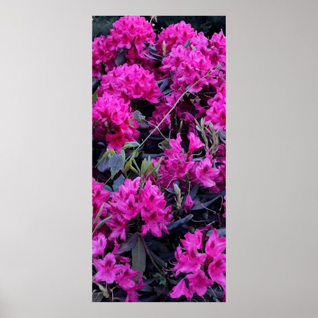 Poster Flores rosa de rododendron (Frente)