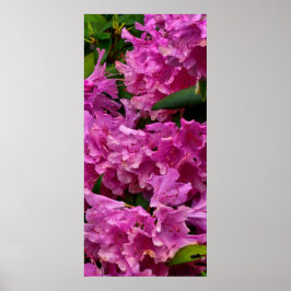 Poster Flores rosa de rododendron
