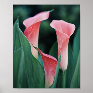 Poster Flores Rosa dos Lírios Calla