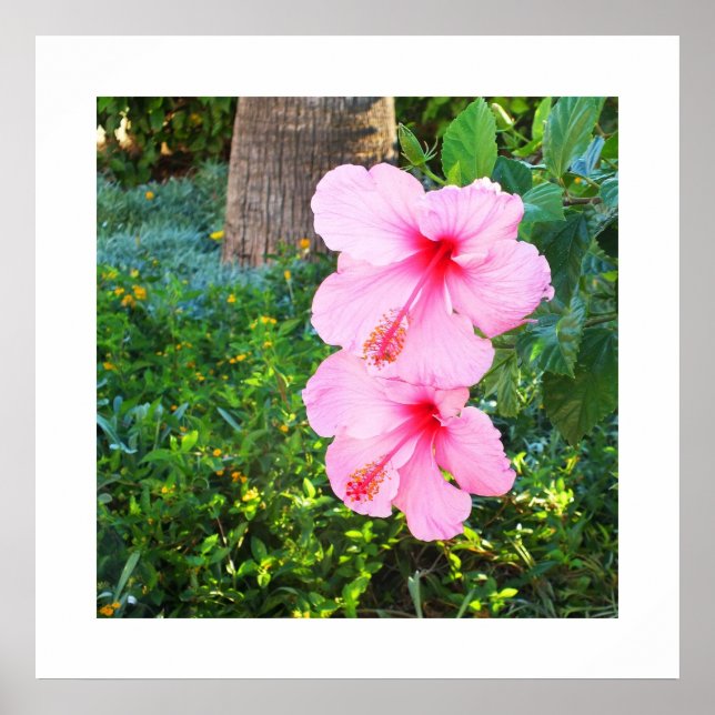 Póster Flores rosa Hibiscus (Frente)