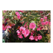 Flores rosa na árvore