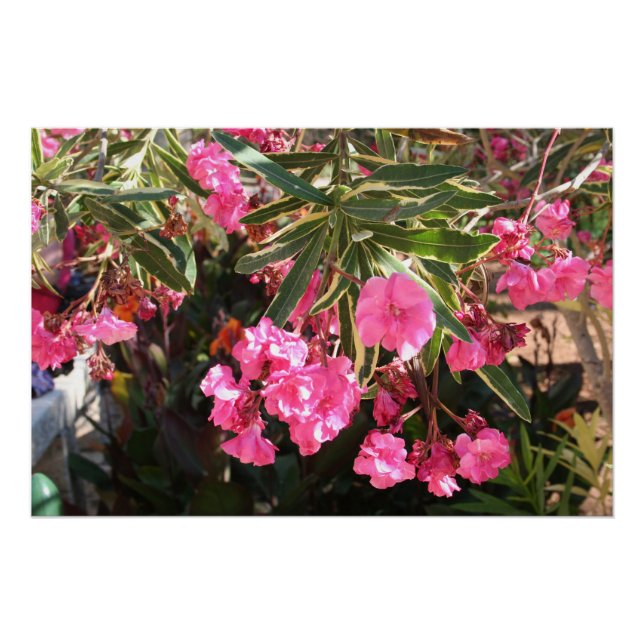 Póster Flores rosa na árvore (Frente)