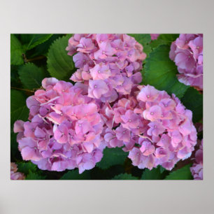 Poster Flores rosa pastel Hortensia hydrangea