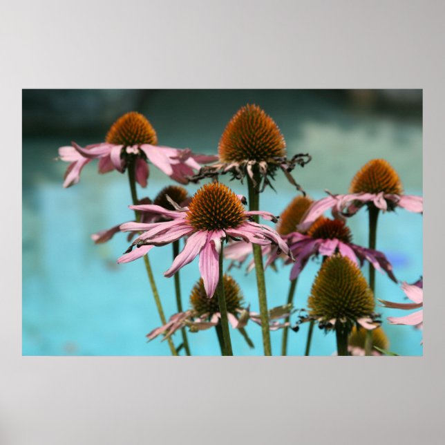 Poster Flores rosa pela água (Frente)