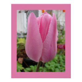 Póster Flores Rosa Tulipas Florais Tulipas Tulipas Poster